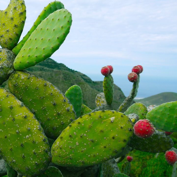 Nopal 2