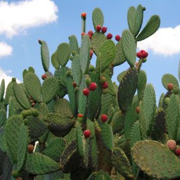 Nopal 3