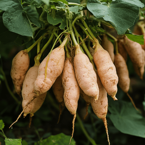 Yacon Root Product illustration