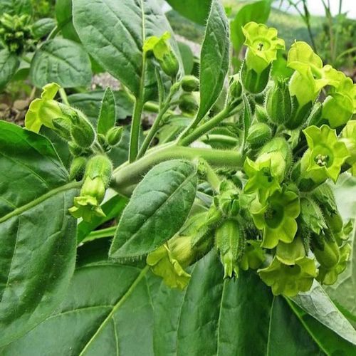 Tobacco 1