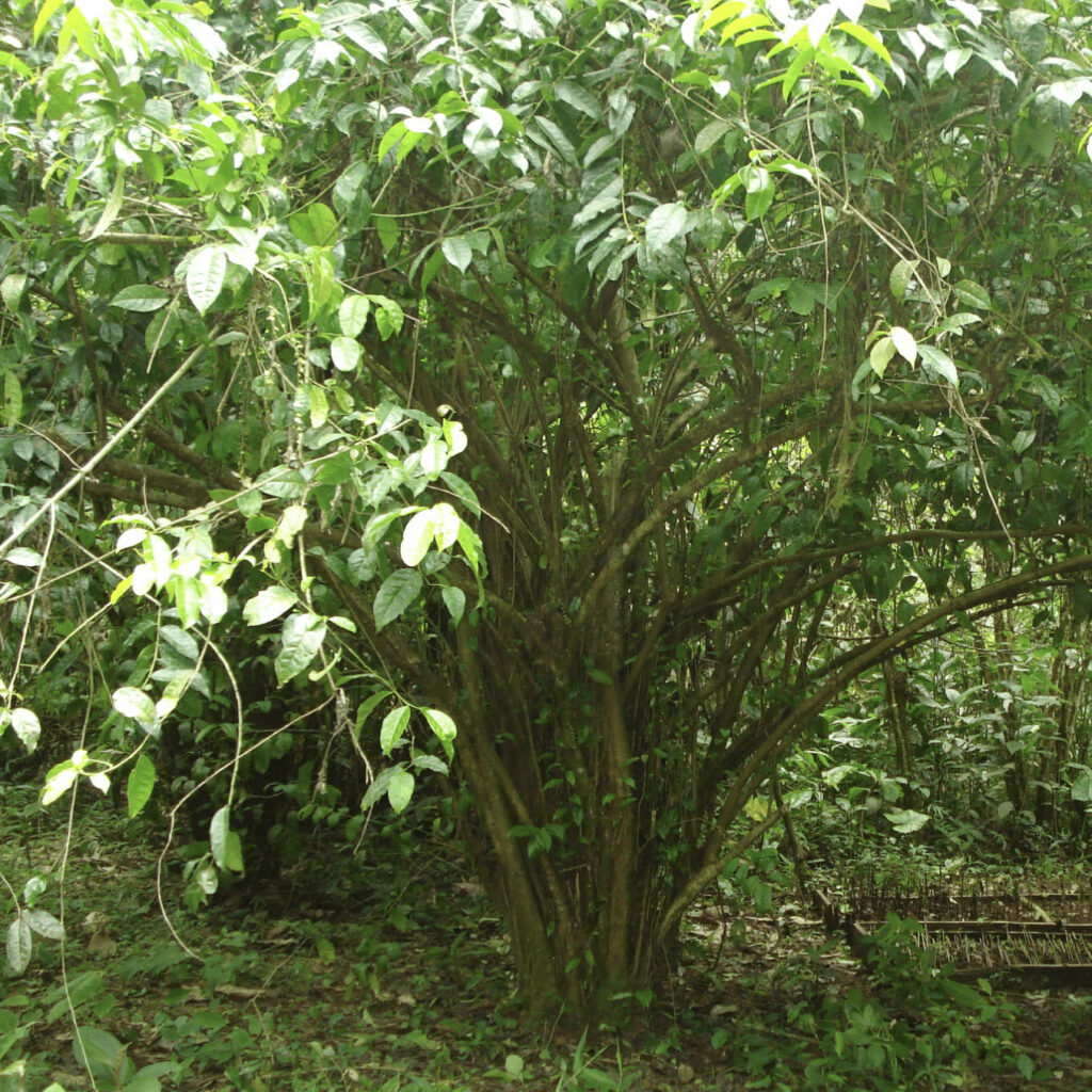 Guayusa (web-optimized)